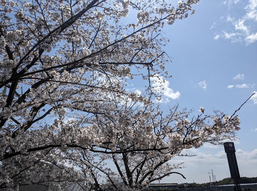 sakura